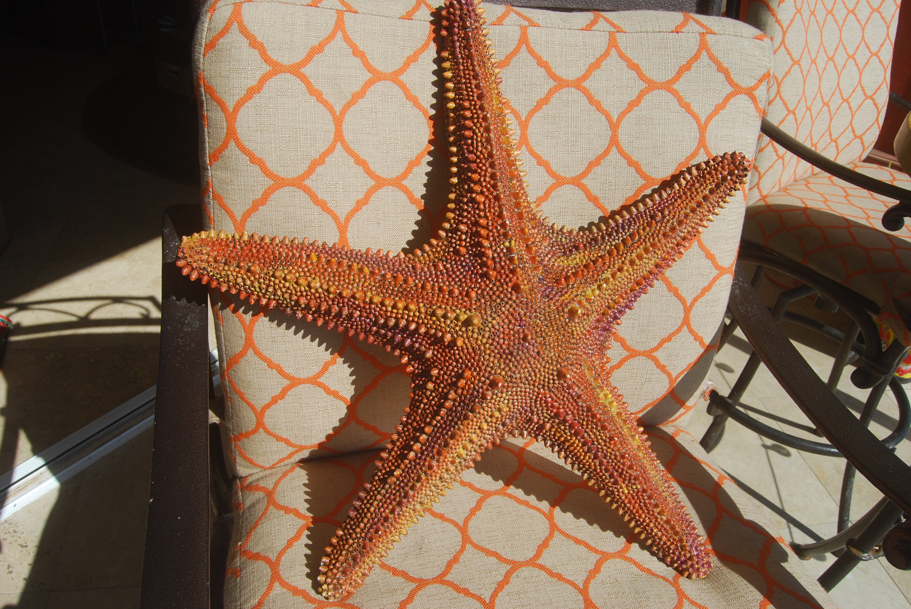 Large Starfish Coastal Wall Decor Etsy