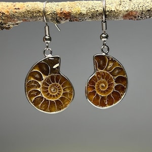 Ammonite Fossil Slice Earrings: Handmade Ancient Stone Jewelry