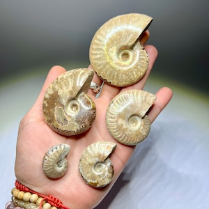 May include: Five fossilized ammonites of varying sizes and colors. The ammonites are arranged on a hand, with the largest ammonite at the top and the smallest ammonite at the bottom.