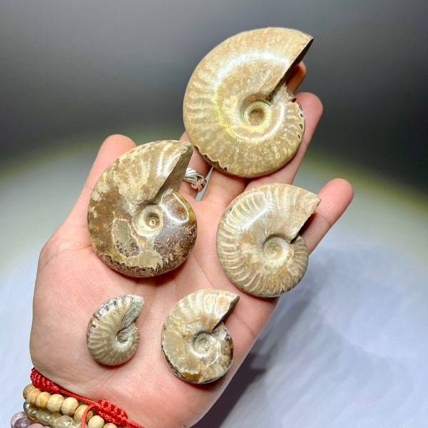 Iridescent Flash Ammonite Fossil