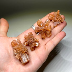 May include: Four brown selenite crystal clusters, also known as desert rose crystals, are displayed on a hand. The crystals are a light brown color and have a delicate, feathery appearance.