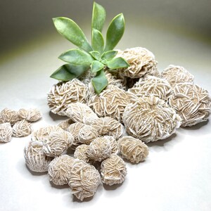 A collection of white desert rose crystals, also known as selenite roses, with a small green succulent plant in the background.