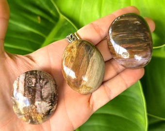 Petrified Wood Palm Stone, Natural Fossilized Wood Specimen