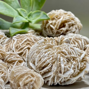 A close-up of a group of desert rose stones. The stones are white and tan and have a rosette shape. The stones are arranged in a cluster and are surrounded by green leaves.