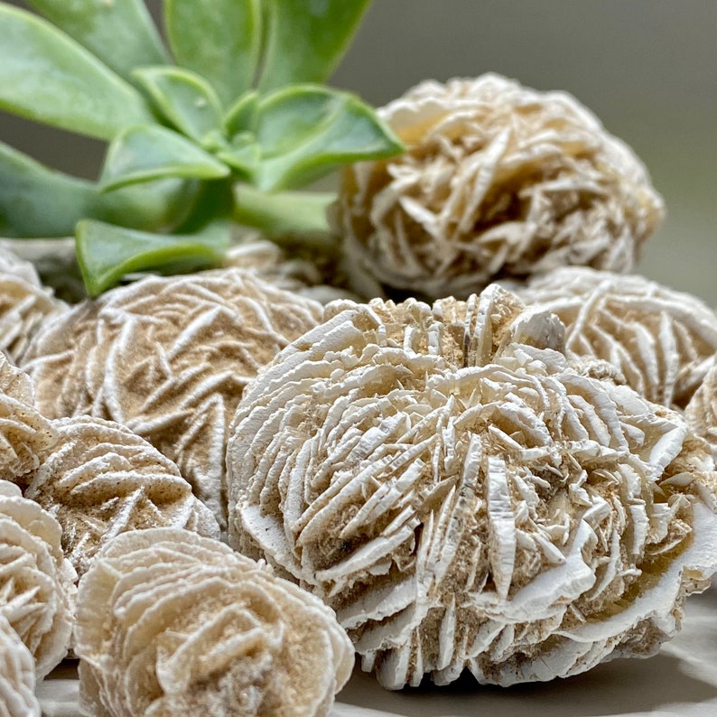 A close-up of a group of desert rose stones. The stones are white and tan and have a rosette shape. The stones are arranged in a cluster and are surrounded by green leaves.