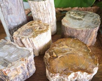 Petrified Wood: Large Natural Fossilized Wood Specimen