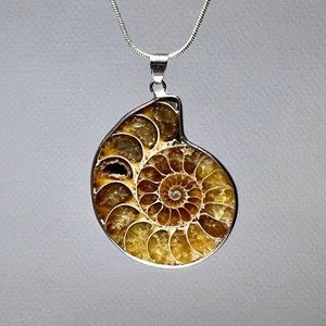 Ammonite Pendant Necklace, Ammonite Fossil Pendant with Chain