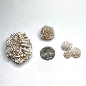 Four white and brown desert rose selenite formations of varying sizes. The largest formation is in the center of the image and is about the size of a quarter. The other three formations are smaller and are arranged in a semi-circle to the right of the largest formation. A silver quarter is to the right of the largest formation.