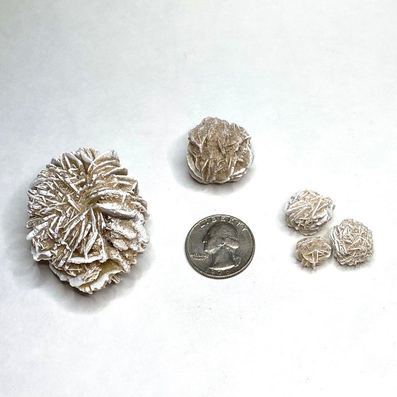 Four white and brown desert rose selenite formations of varying sizes. The largest formation is in the center of the image and is about the size of a quarter. The other three formations are smaller and are arranged in a semi-circle to the right of the largest formation. A silver quarter is to the right of the largest formation.