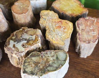 Petrified Wood Stump, Natural Fossilized Wood Specimen