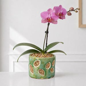 Puede incluir: Una orquídea en maceta con vibrantes flores rosas y hojas verdes. La orquídea está plantada en una maceta de cerámica verde claro con un diseño recortado único. La maceta se encuentra sobre una superficie blanca, creando una estética limpia y elegante.