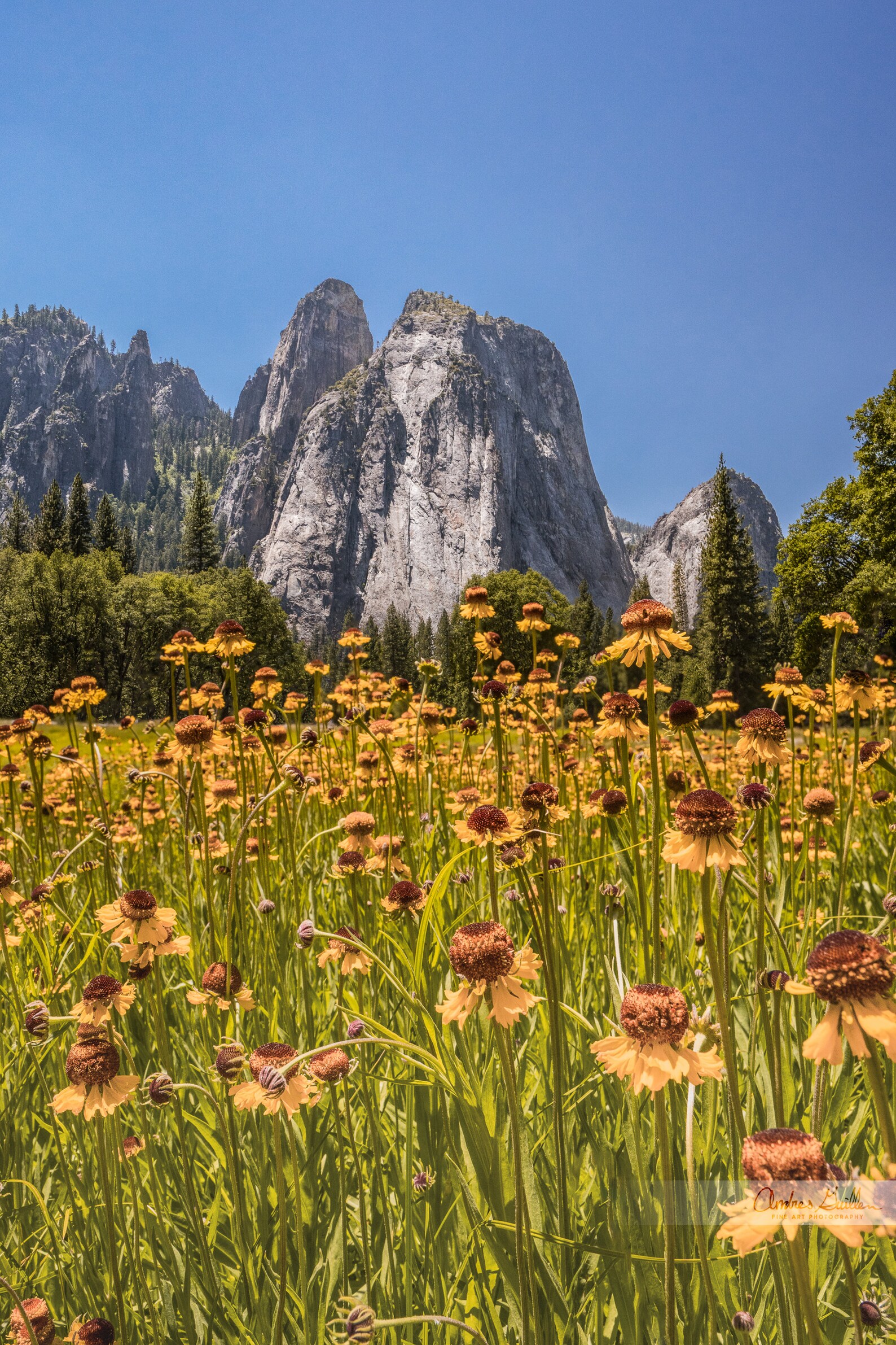 Wildflowers at Flowers Yosemite National Park Cathedral Rock Etsy