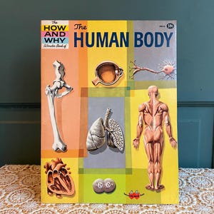 Human Body Anatomy Book Mid Century Colorful | Anatomy & Physiology | How What When Why Vintage Book + Illustrations