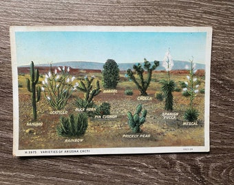 Vintage Cactus Post Card | Cactus Identification Post Card | Arizona Cacti Early 1900s Paper Ephemera