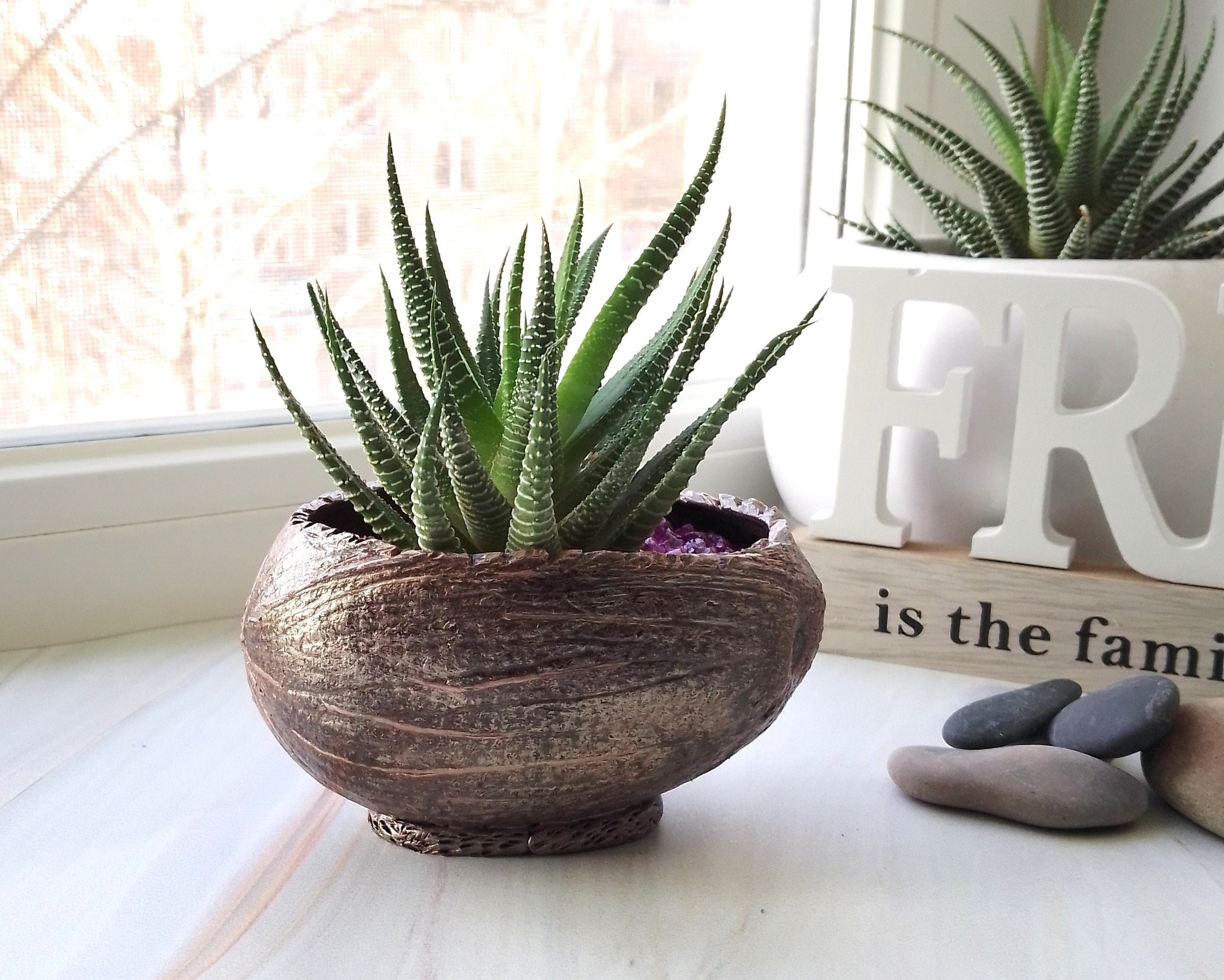 Olla suculenta de coco maceta pequeña con agujeros de | Etsy