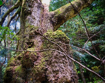 Alter Baum