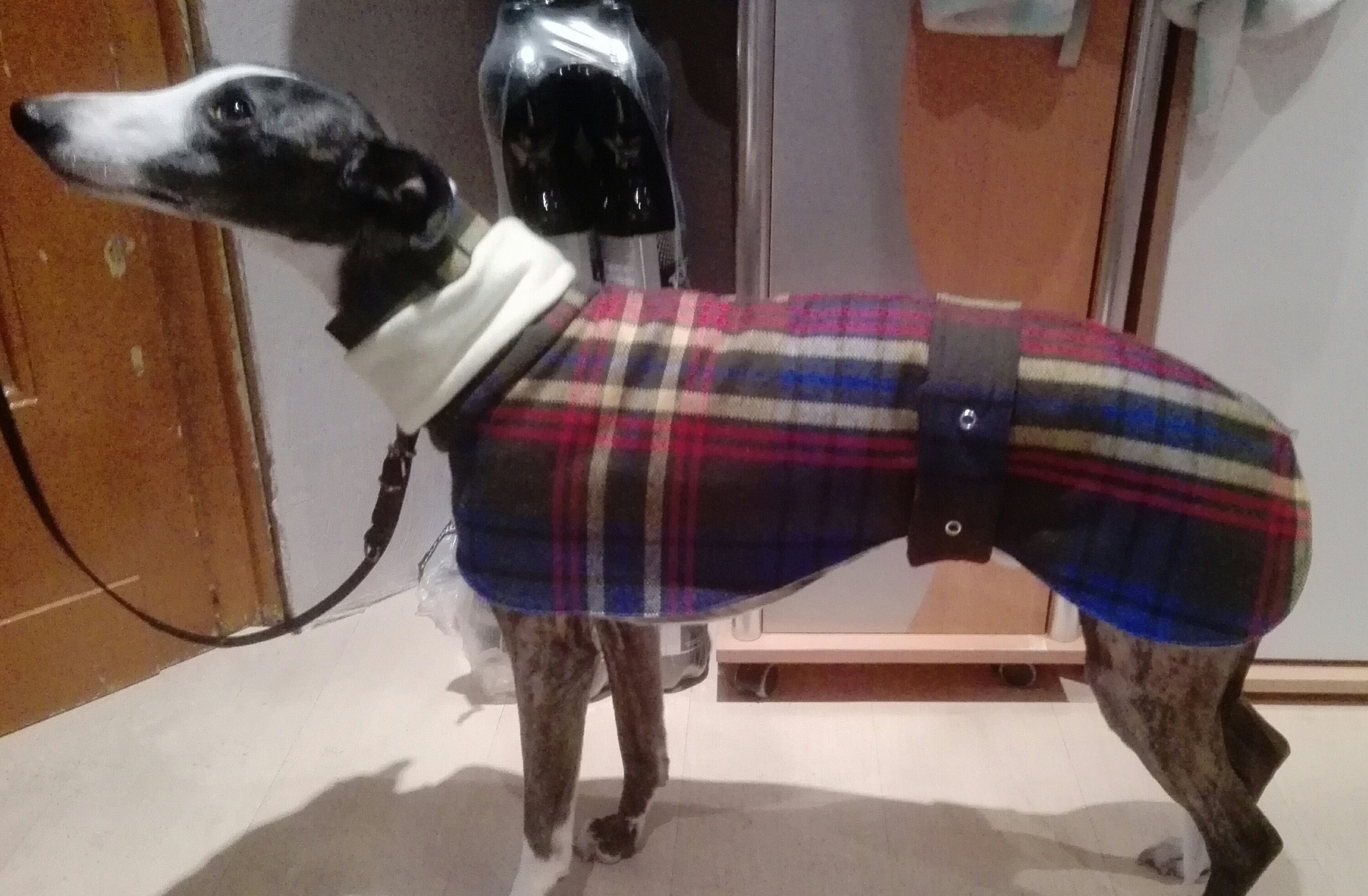 Dog Coat Greyhound Whippet Galgo And Co Size Etsy