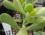 Crassula Ovata Large Jade Plant