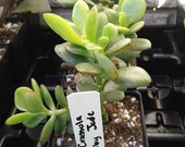 Crassula Ovata Minima Baby Jade Plant