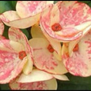 Golden Bell Thai Hybrid Crown of Thorns Plant/ Euphorbia Milii/Corona de Cristo Big Blooms Flowers