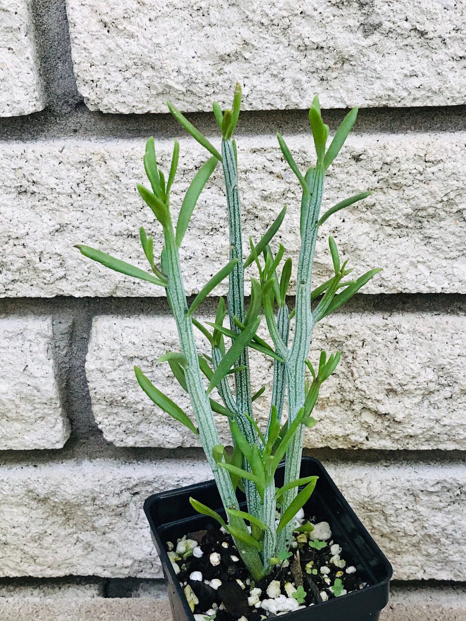 Swizzle Sticks/Senecio Anteuphorbium Etsy