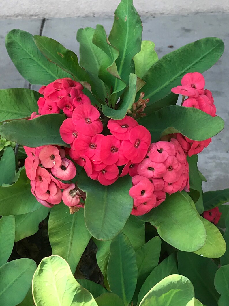 Red Flourish Thai Hybrid Crown of Thorns Plant/Corona de Red Flourish Thai Hybrid Crown of Thorns Plant/Corona de