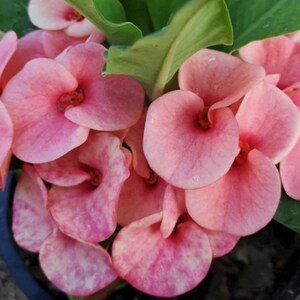 Lucky Pink Thai Hybrid Crown of Thorns Plant: Big Blooms