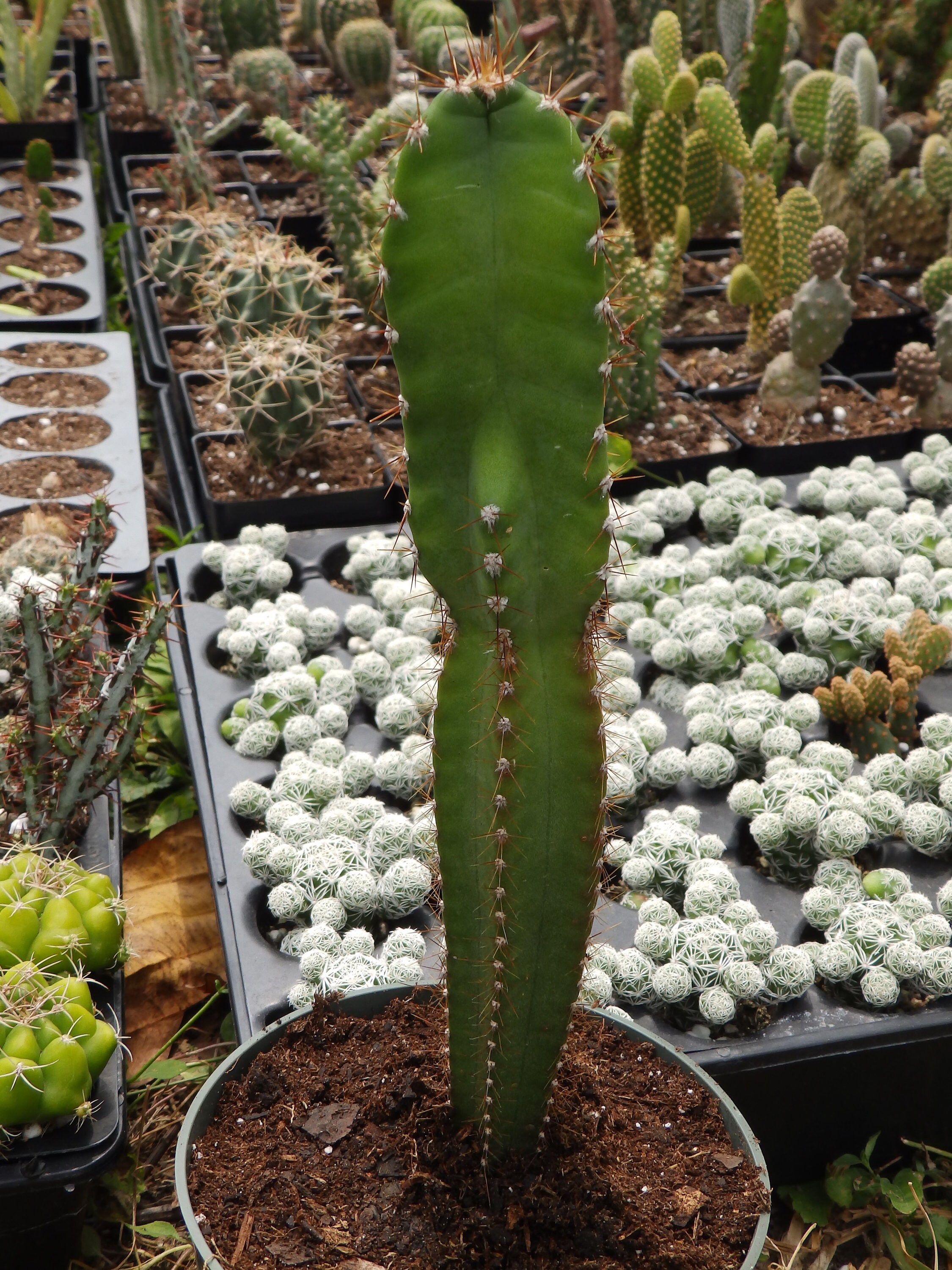 Dangerous Visions? Exploring The Risks Of Peruvian Apple Cactus - lb1x0rl
