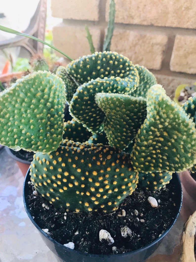 Crazy Bunny Ears Cactus/ Opuntia Microdasys Monstrose | Etsy