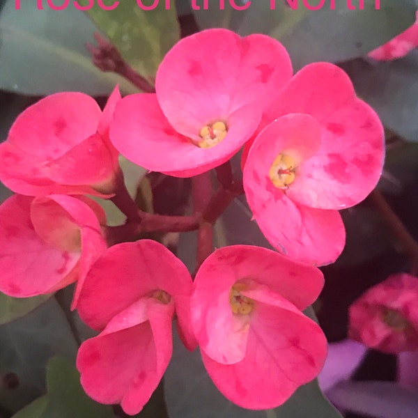 Rose and Thorns Etsy