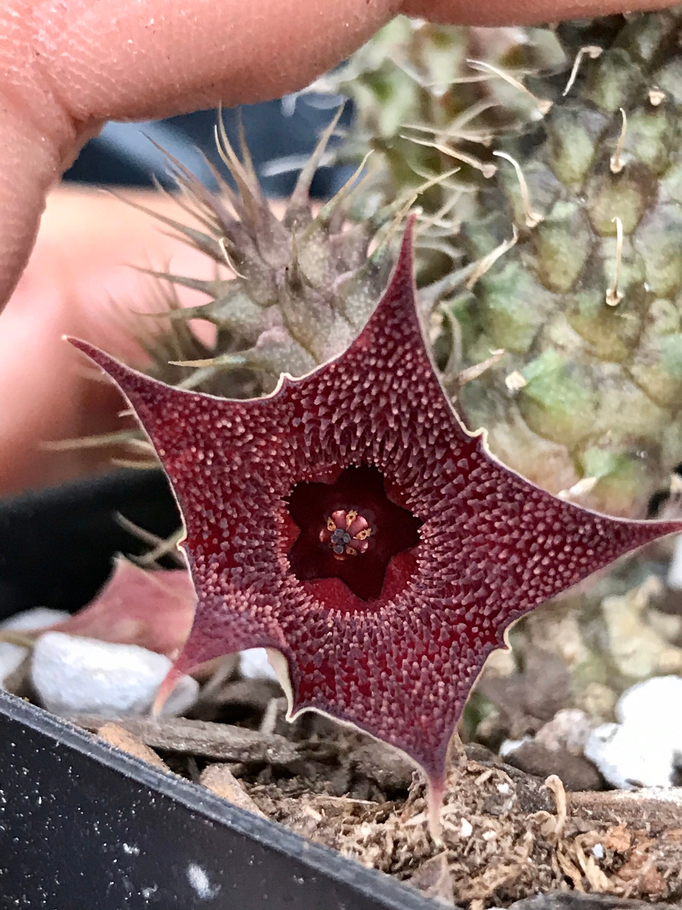 RARE~Huernia Pillansii Hybrid