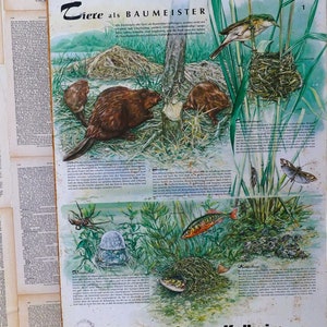 Alte Lehrtafel mit zweiseitigem Motiv aus den 1960er Jahren