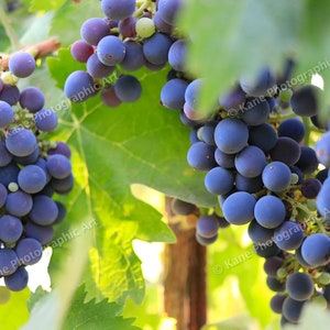 TEMECULA | CALIFORNIA | Grapes on the Vine | Wine Tasting | Wine Country | Vineyard | Winery | Photography | Wall Art | Wall Decor