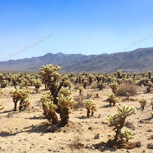 JOSHUA TREE National Park - Cholla Cactus Garden - California - Desert - Landscape - Photography - Fine Art - Wall Art - Wall Decor