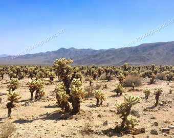 JOSHUA TREE National Park - Cholla Cactus Garden - California - Desert - Landscape - Photography - Fine Art - Wall Art - Wall Decor