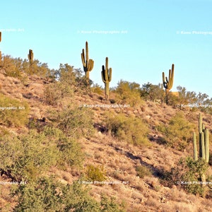 Cactus Saguaro Cubiertos Nieve Norte Scottsdale Arizona: fotografía de  stock © DCA88 #282400132
