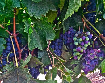 SOLVANG, CA - Grapes on the Vine - Firestone Vineyard - Wine Country - Wine Tasting - Print Photography - Wall Art - Wall Decor