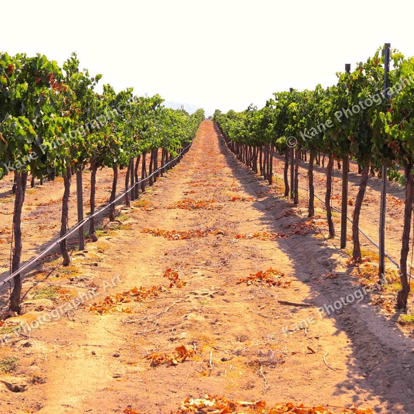 TEMECULA, CA - Mount Palomar Winery - Read Between the Vines - Petite Sirah - Wine Country - Landscape - Photography - Wall Art - Wall Decor