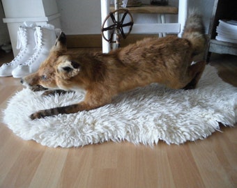 FOX specimen, lying down, animal specimen