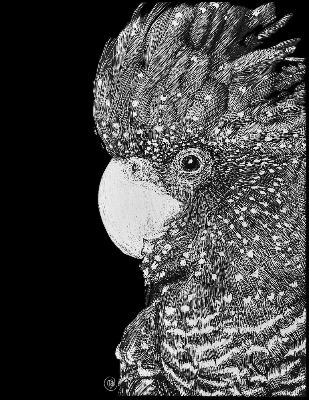 Print Medium Red Tailed Black Cockatoo - Eggpicnic