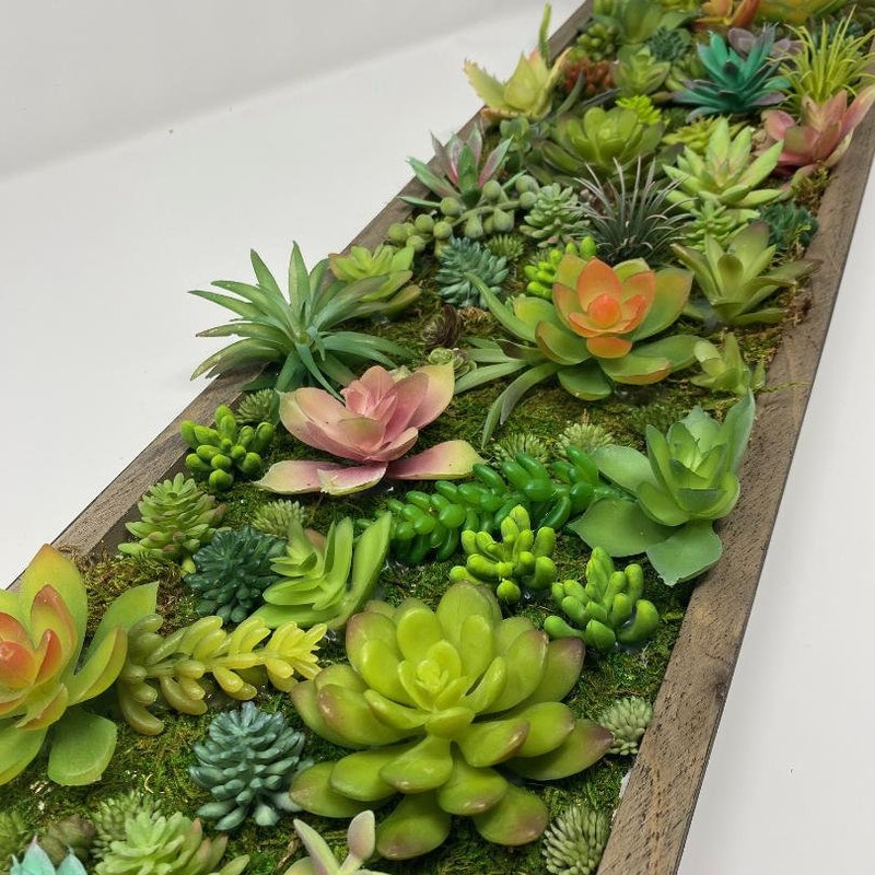 View of Succulent Wall - Etsy