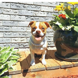 May include: A small dog with brown and white fur wearing a necklace of large, round, white faux pearls. The dog has a tan and white face, floppy ears, and an open mouth with its tongue visible. The dog is sitting upright on a wooden surface.