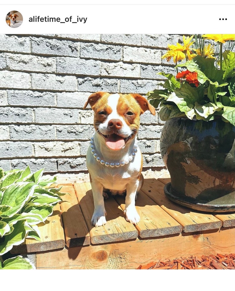 May include: A small dog with brown and white fur wearing a necklace of large, round, white faux pearls. The dog has a tan and white face, floppy ears, and an open mouth with its tongue visible. The dog is sitting upright on a wooden surface.