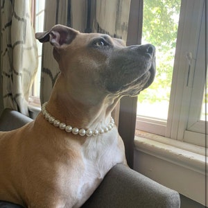 May include: A tan dog with short fur wearing a single strand of white, round, glossy pearl beads around its neck. The dog is positioned in profile, looking toward the right side of the frame with its head tilted slightly upward.
