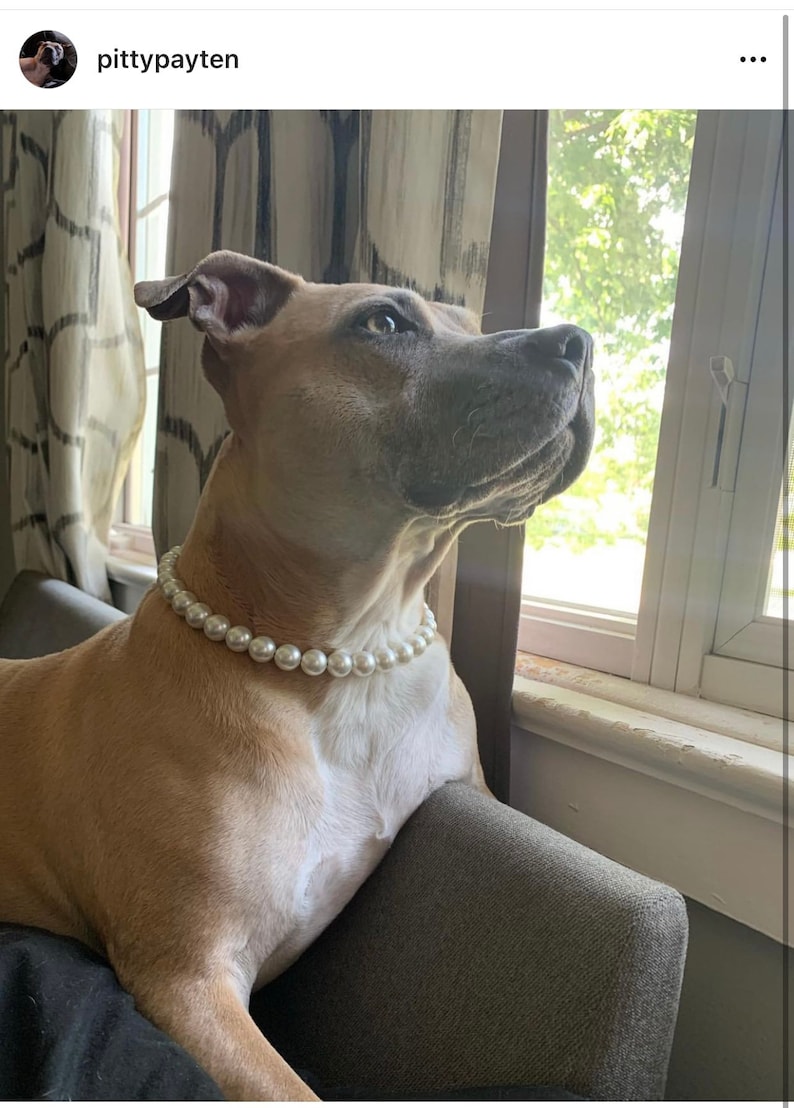 May include: A tan dog with short fur wearing a single strand of white, round, glossy pearl beads around its neck. The dog is positioned in profile, looking toward the right side of the frame with its head tilted slightly upward.