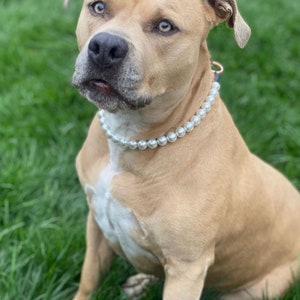 May include: A tan dog with a white chest patch wearing a single strand of white pearl beads around its neck. The dog has short fur, floppy ears, and light-colored eyes, looking directly forward with a neutral expression while sitting upright.