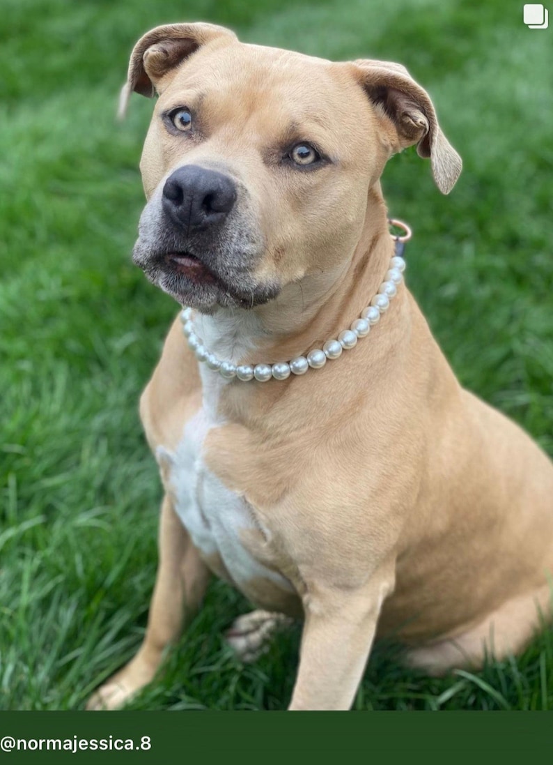 May include: A tan dog with a white chest patch wearing a single strand of white pearl beads around its neck. The dog has short fur, floppy ears, and light-colored eyes, looking directly forward with a neutral expression while sitting upright.