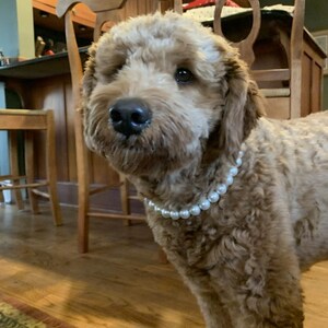 May include: A light brown, curly-haired dog with dark eyes and a black nose wearing a single strand of white, round, glossy pearl beads around its neck. The dog is facing forward with its ears slightly flopped and a soft, textured coat.
