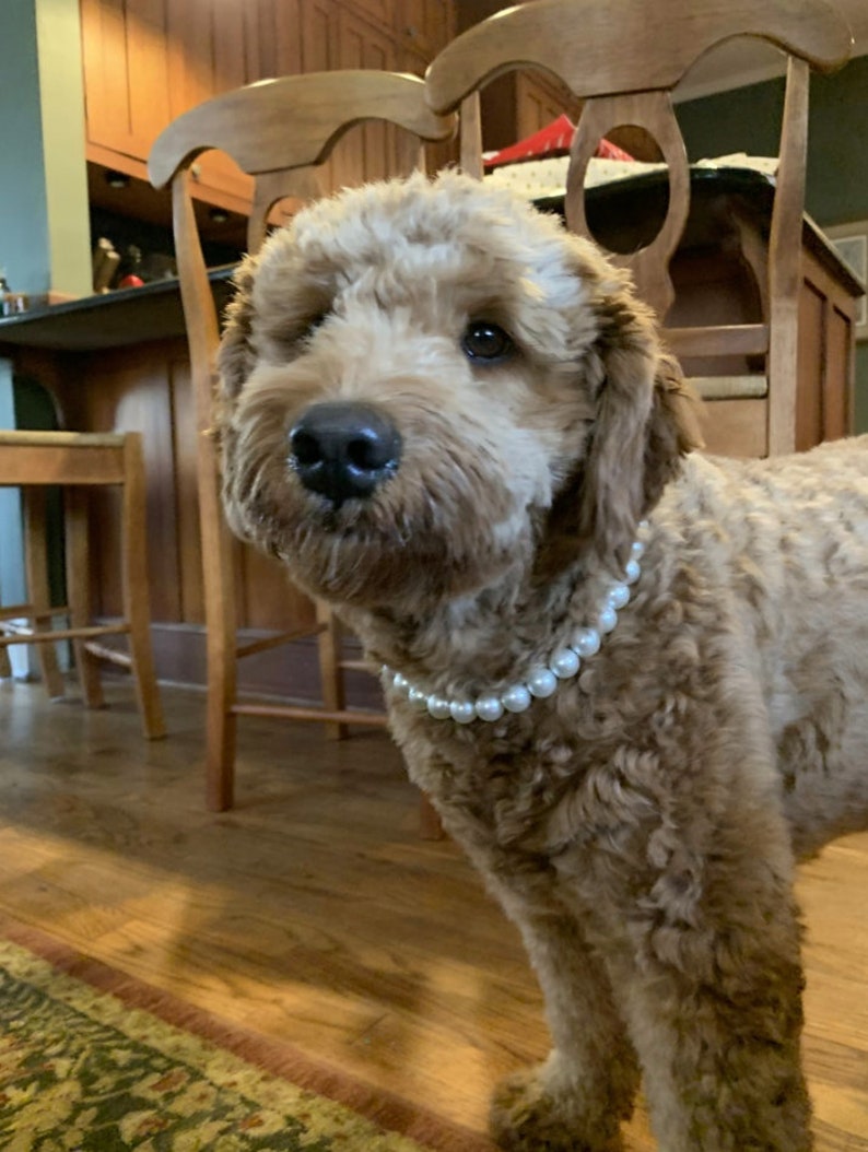 May include: A light brown, curly-haired dog with dark eyes and a black nose wearing a single strand of white, round, glossy pearl beads around its neck. The dog is facing forward with its ears slightly flopped and a soft, textured coat.