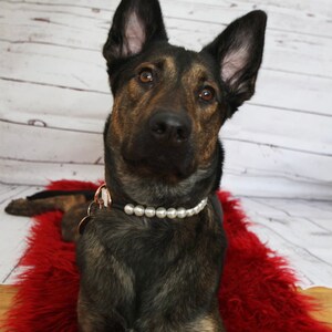 May include: A dark brindle dog with upright ears wearing a collar featuring a row of white faux pearls and a rose gold metal ring attachment. The dog has brown eyes and a black nose, looking directly forward with a calm and attentive expression.